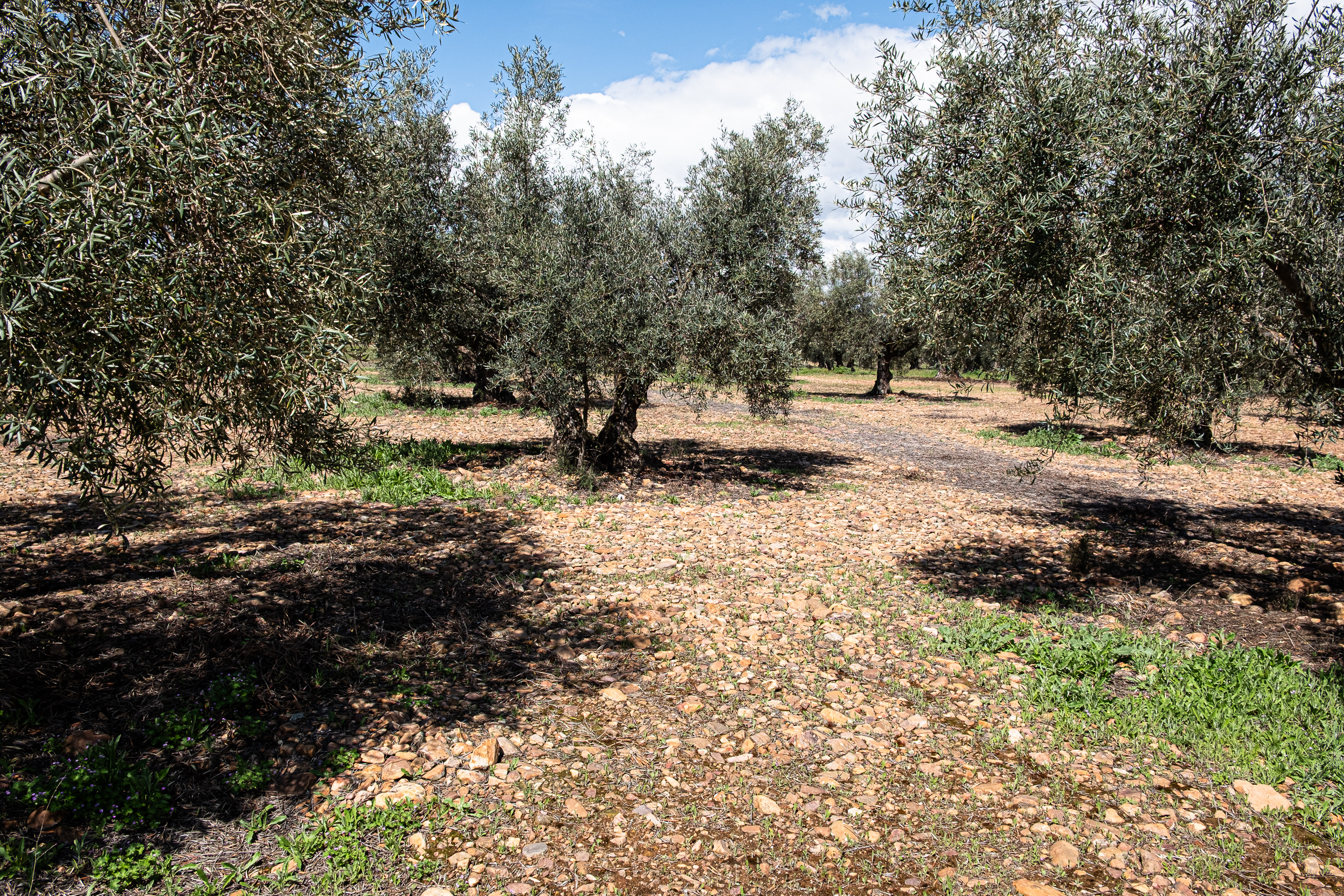 Schotterweg durch den Olivenhain